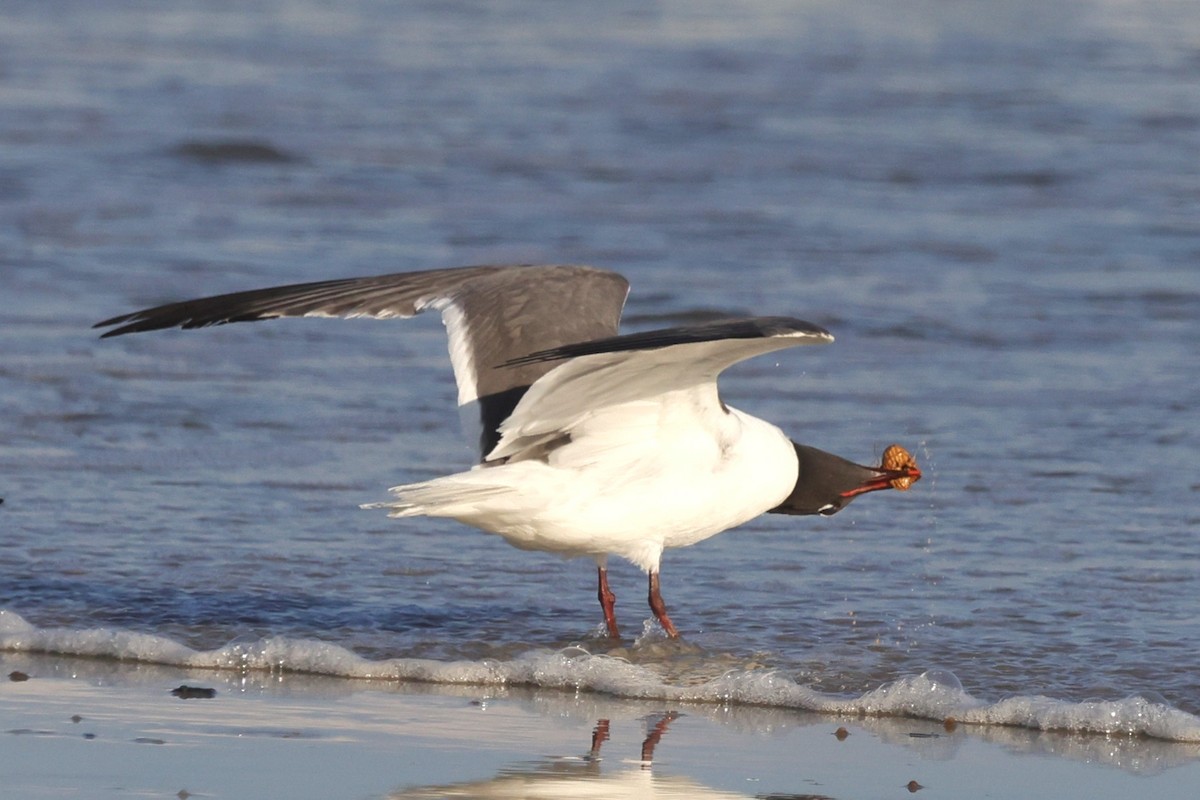 Laughing Gull - ML638321869