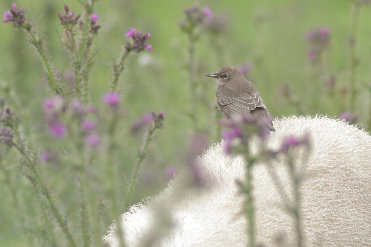 European Starling - ML638321870