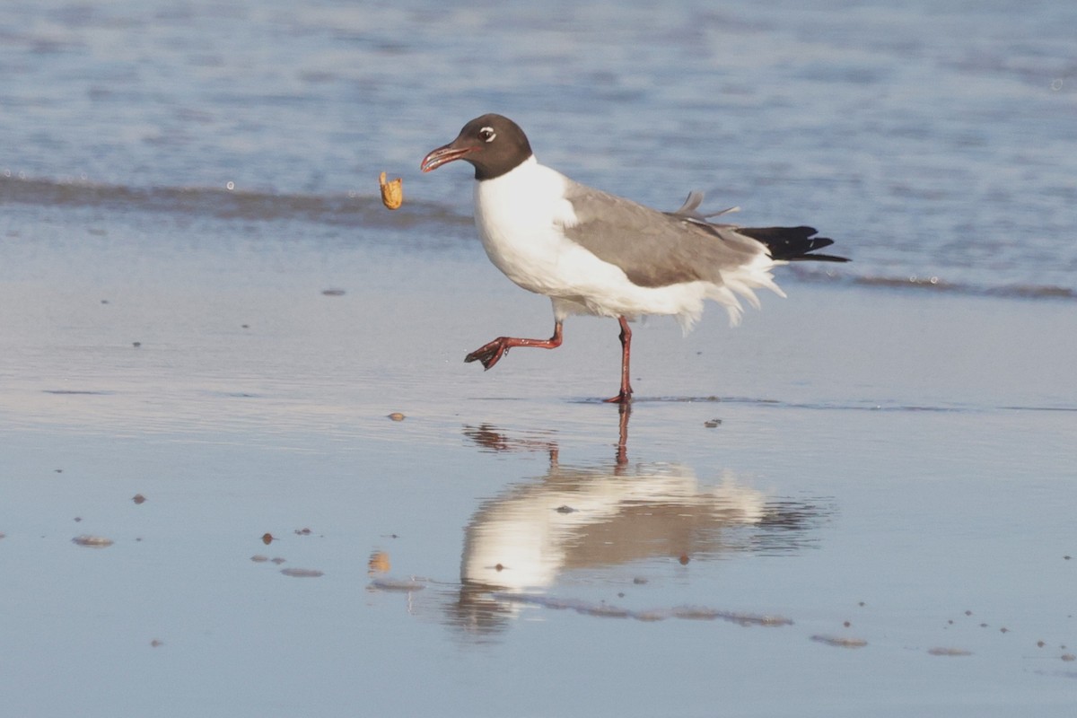 Laughing Gull - ML638321875