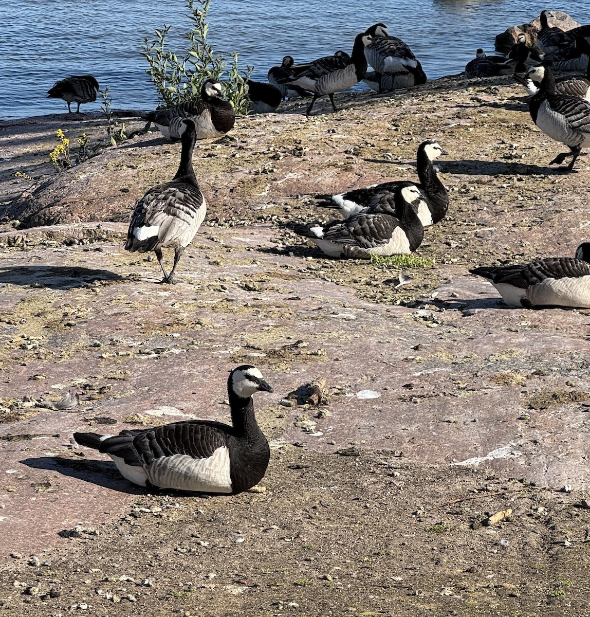Barnacle Goose - ML638321894