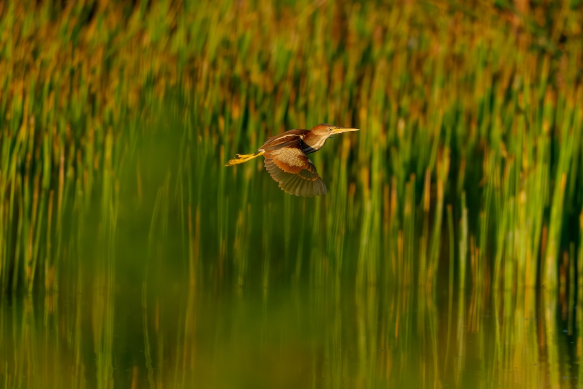 Least Bittern - ML638321895