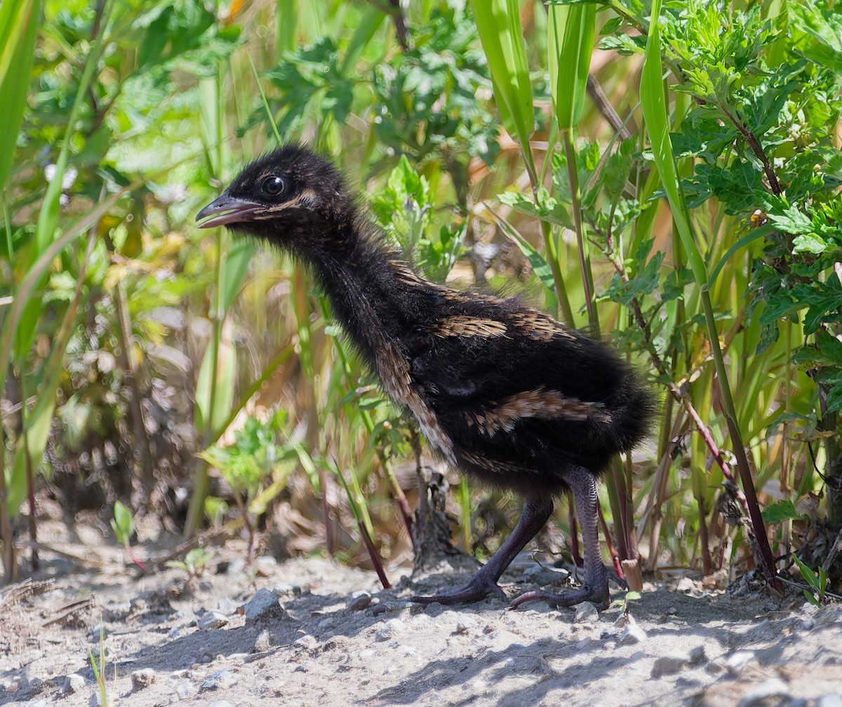 Corn Crake - ML638321910
