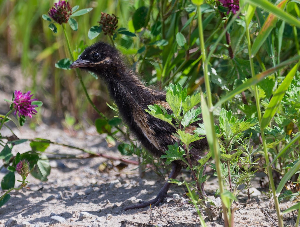 Corn Crake - ML638321911