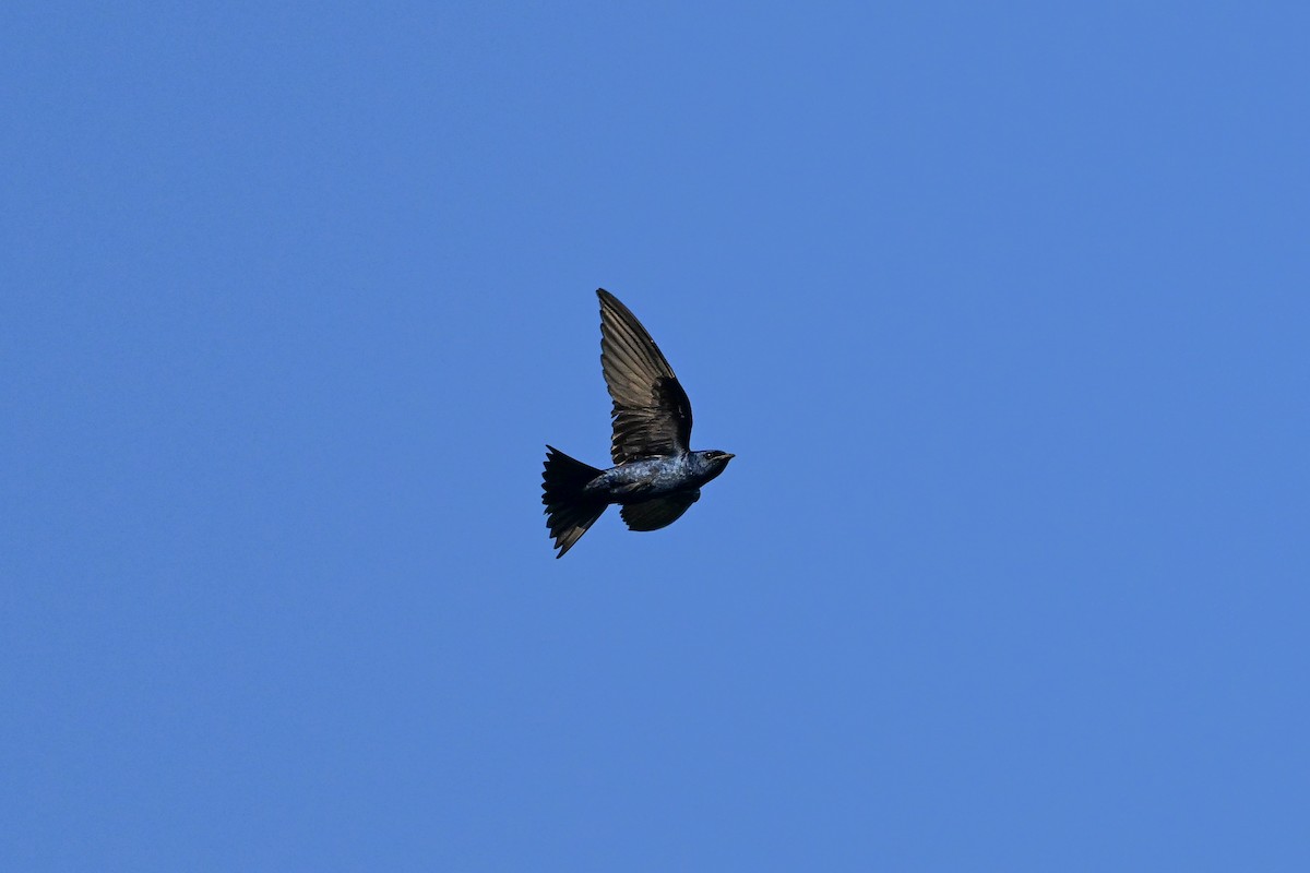 Hirondelle noire - ML638321928