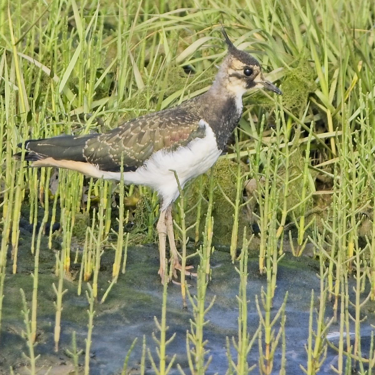 Northern Lapwing - ML638321929