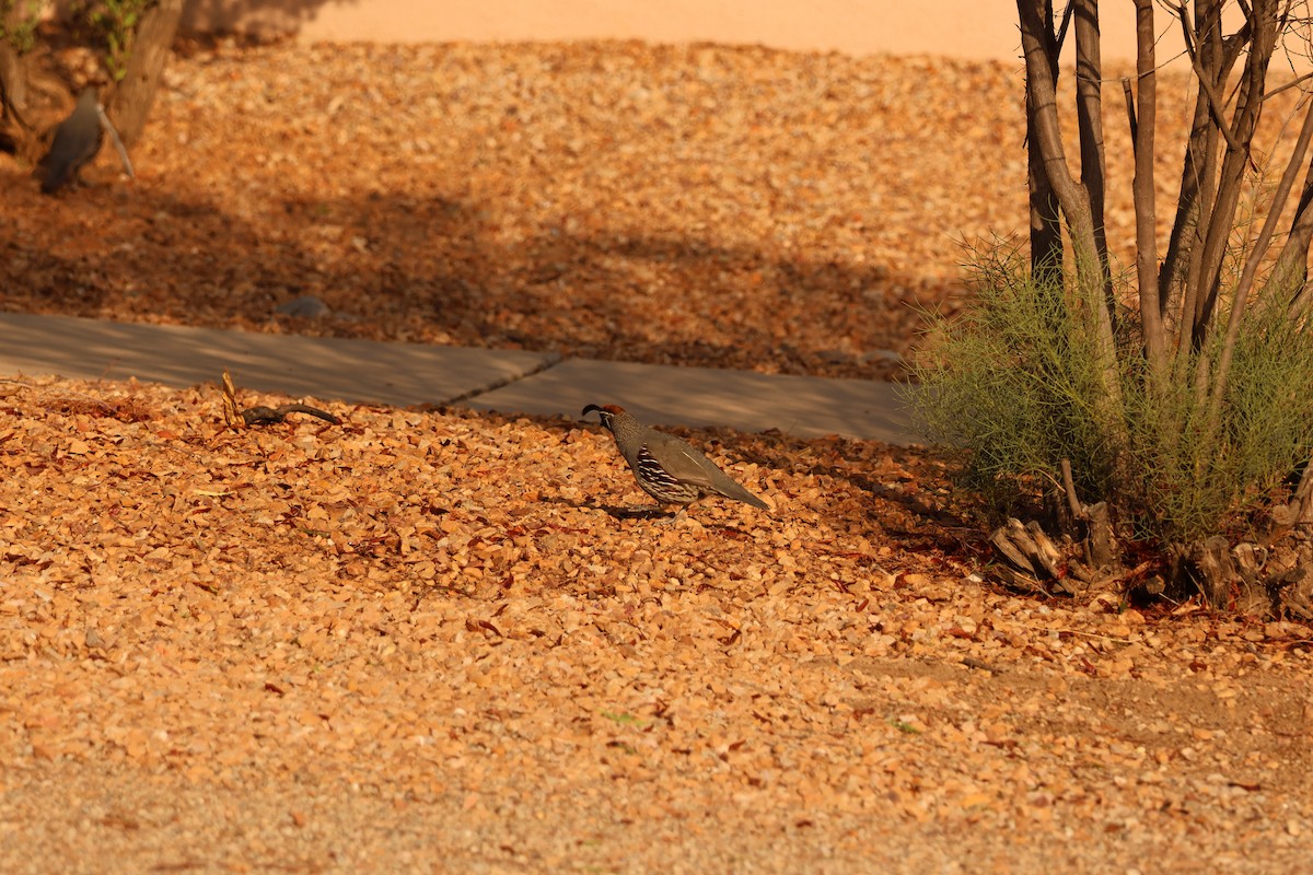 Gambel's Quail - ML638321932