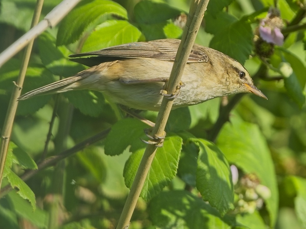 Sedge Warbler - ML638321944