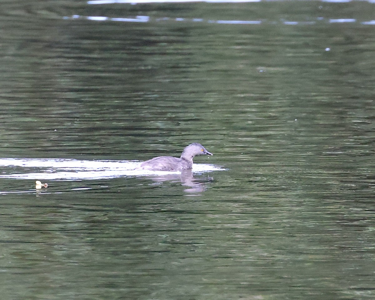 Least Grebe - ML638321946
