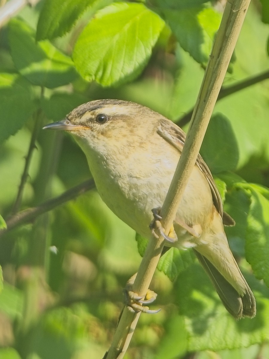 Sedge Warbler - ML638321947