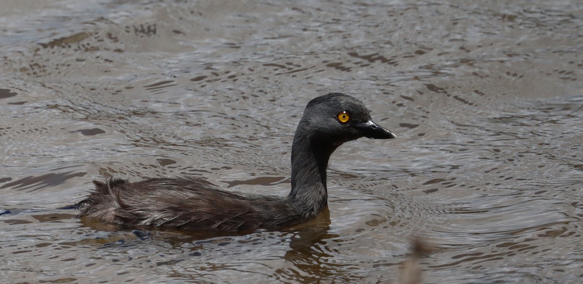 Least Grebe - ML638321958