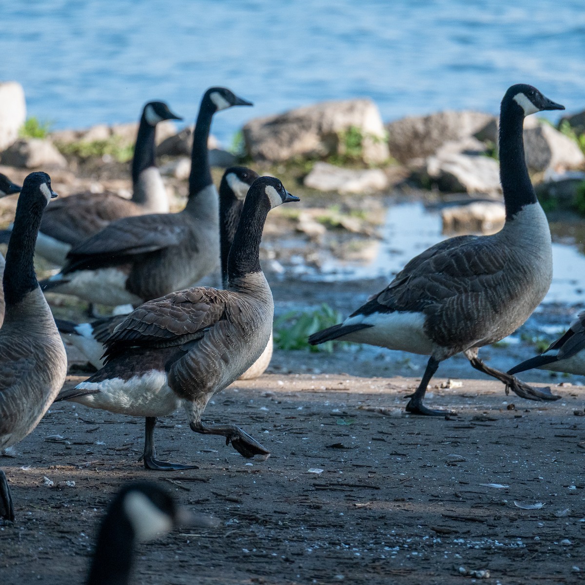 Canada Goose - ML638321959