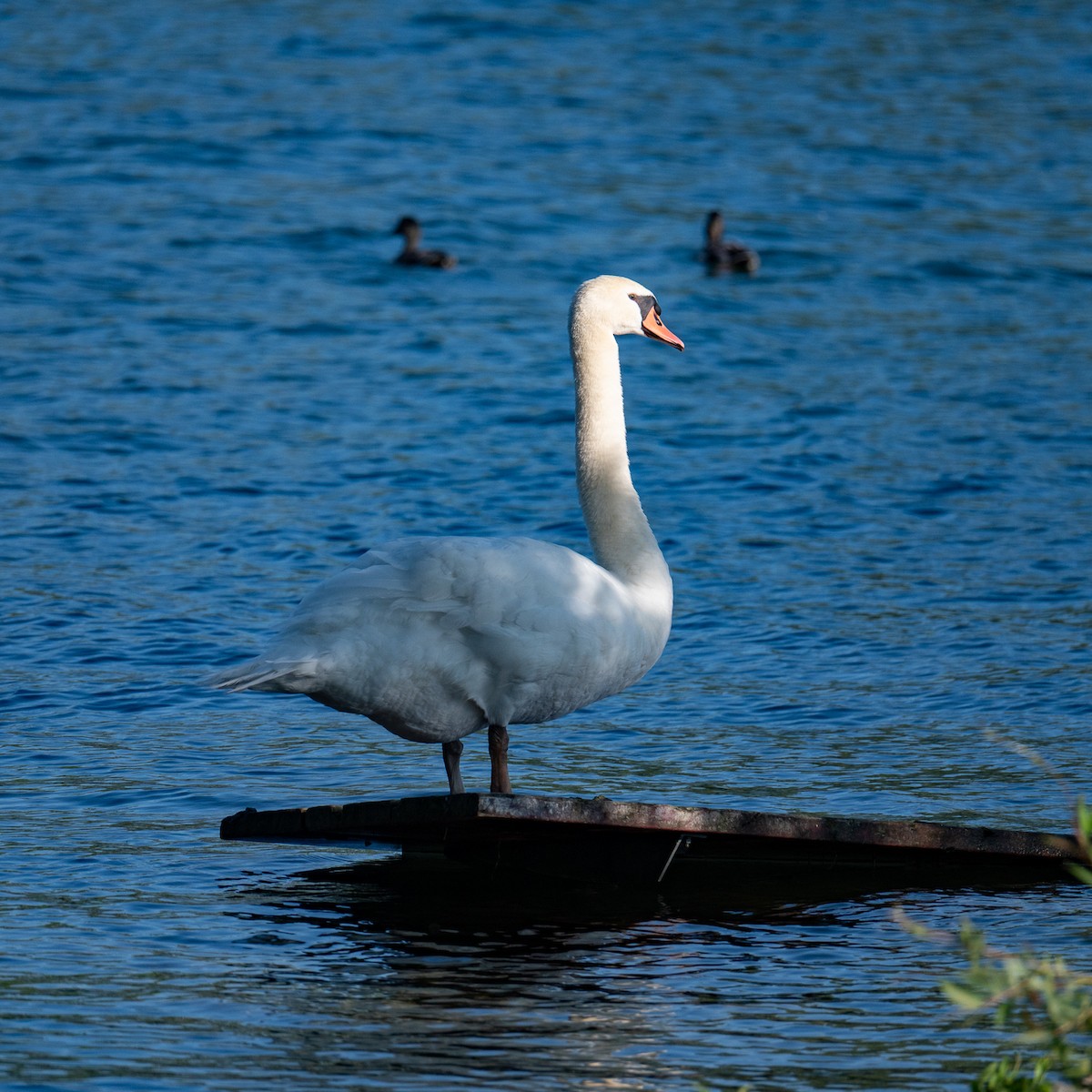 Mute Swan - ML638321962