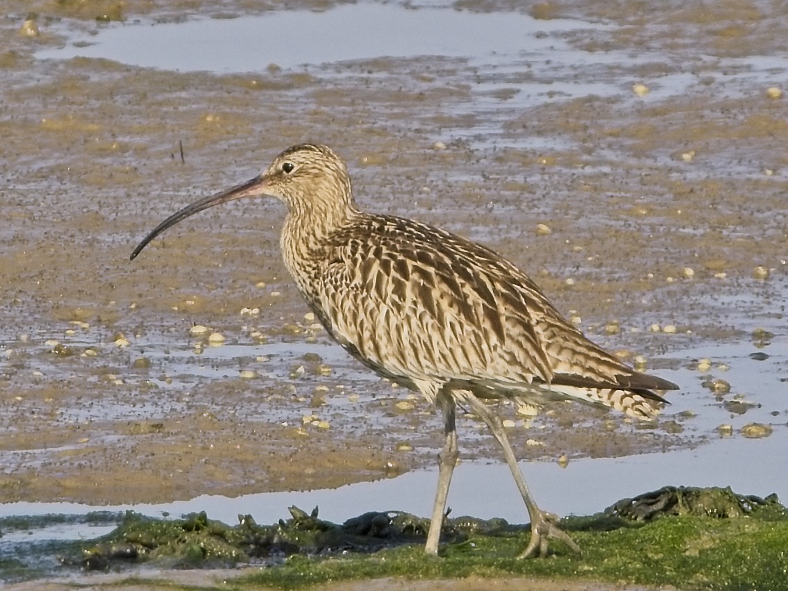 Eurasian Curlew - ML638321968