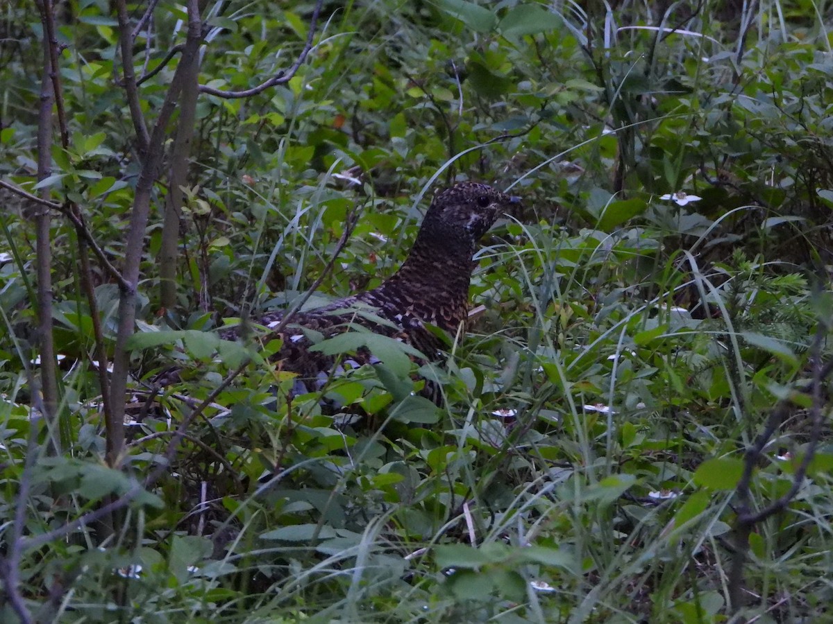 Spruce Grouse (Franklin's) - ML638321972