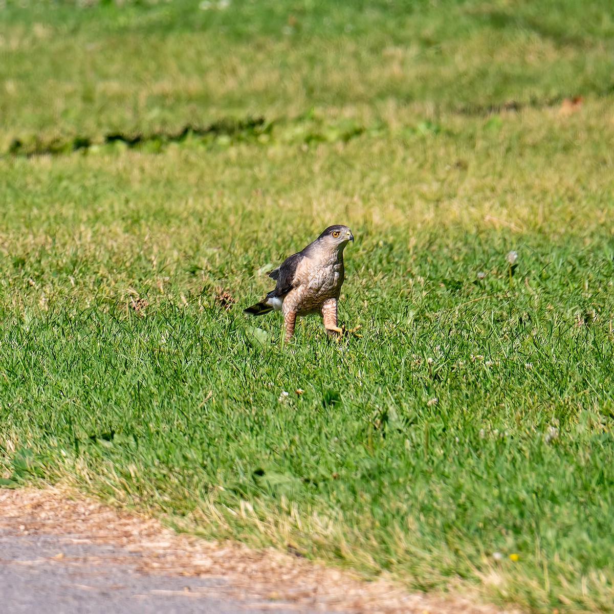 Cooper's Hawk - ML638321974