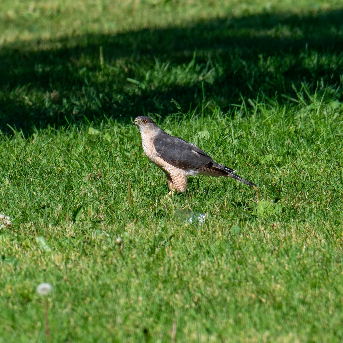 Cooper's Hawk - ML638321975