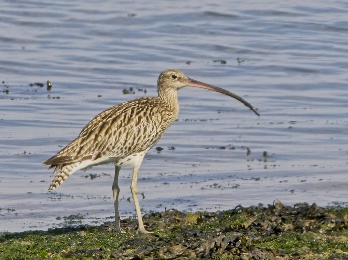 Eurasian Curlew - ML638321976