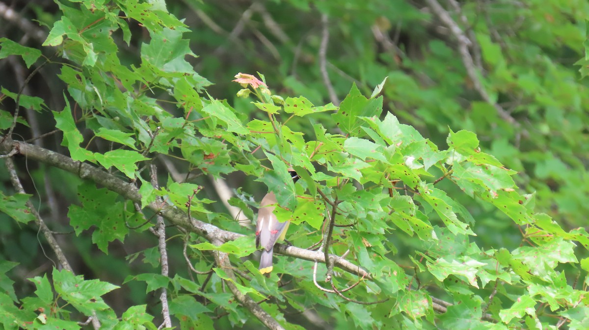 Cedar Waxwing - ML638321977