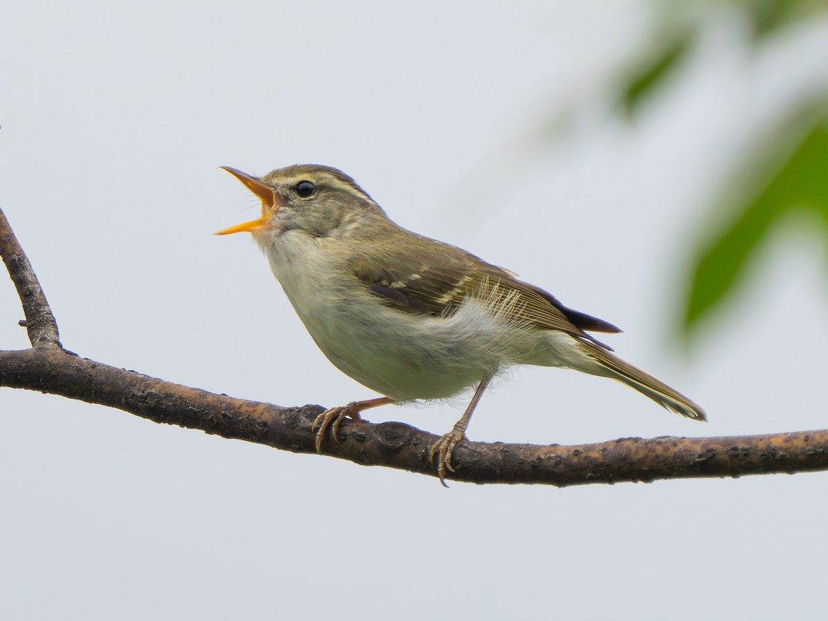 Claudia's Leaf Warbler - ML638321981