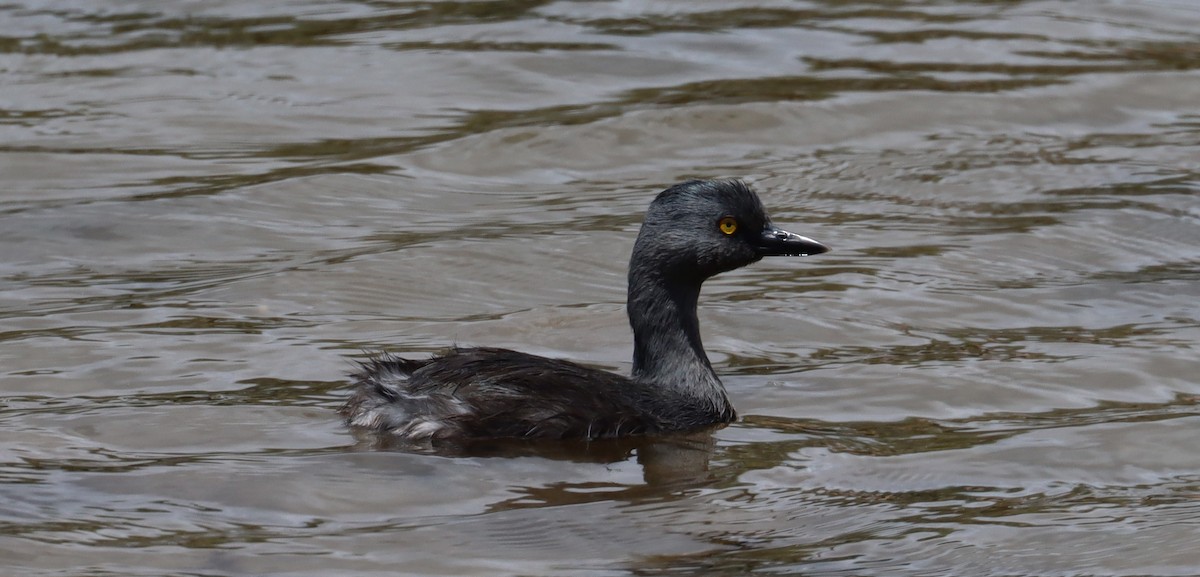 Least Grebe - ML638321982