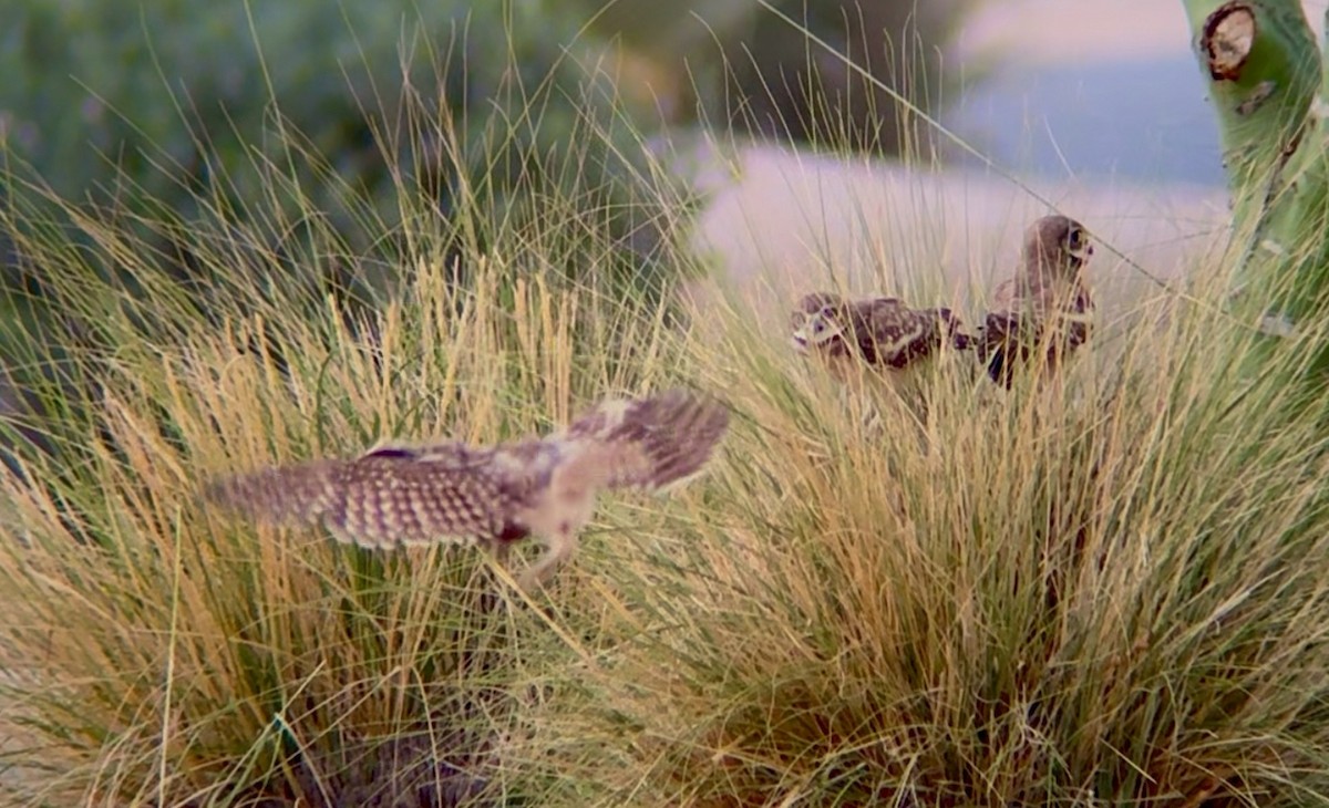 Burrowing Owl - ML638321983