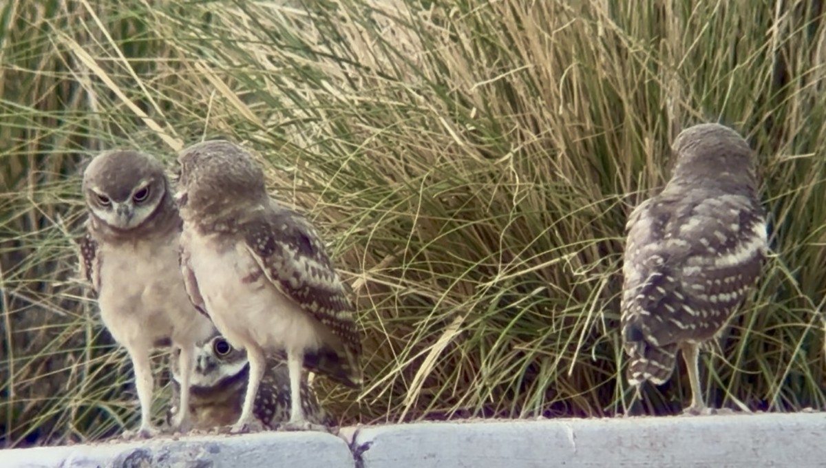 Burrowing Owl - ML638321984