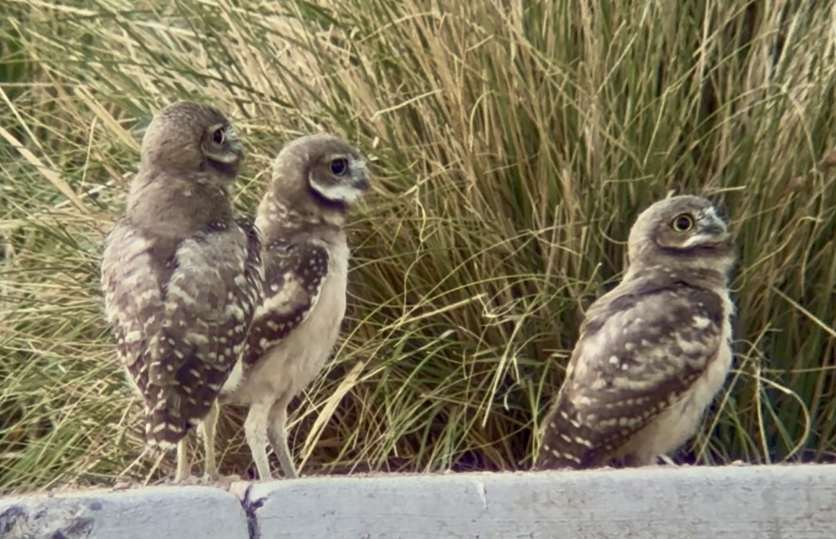 Burrowing Owl - ML638321985