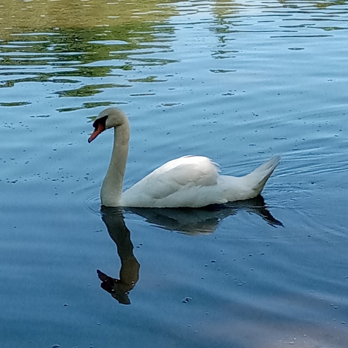 Mute Swan - ML638321990