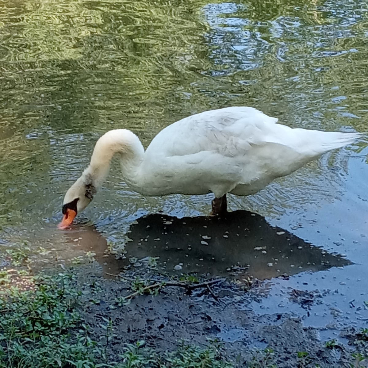 Mute Swan - ML638321993