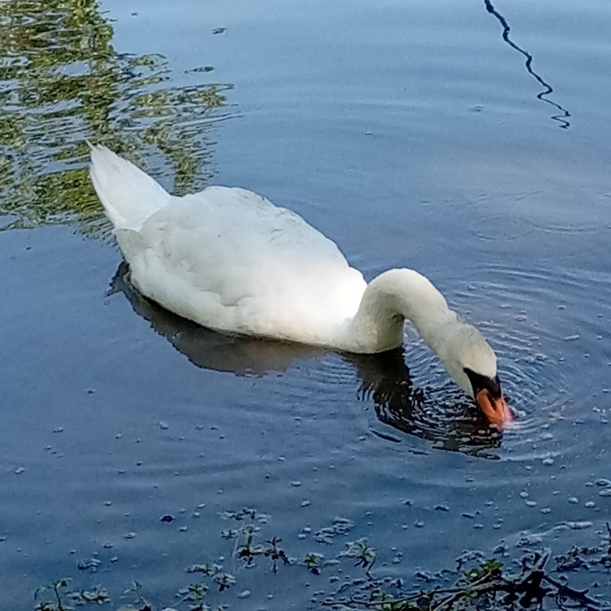 Mute Swan - ML638321994