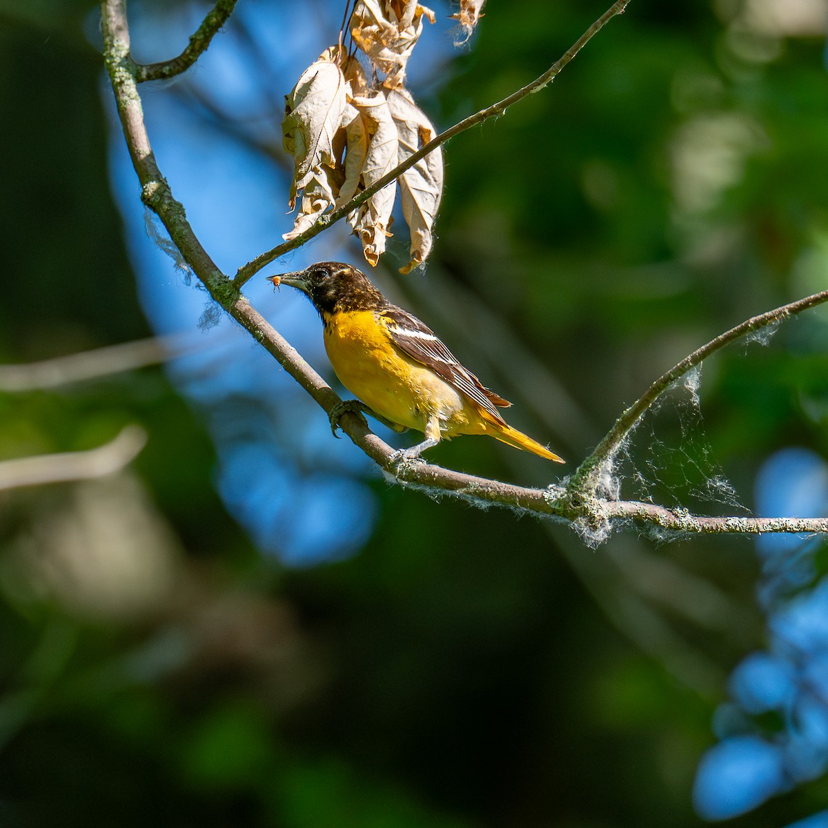Oriole de Baltimore - ML638321996