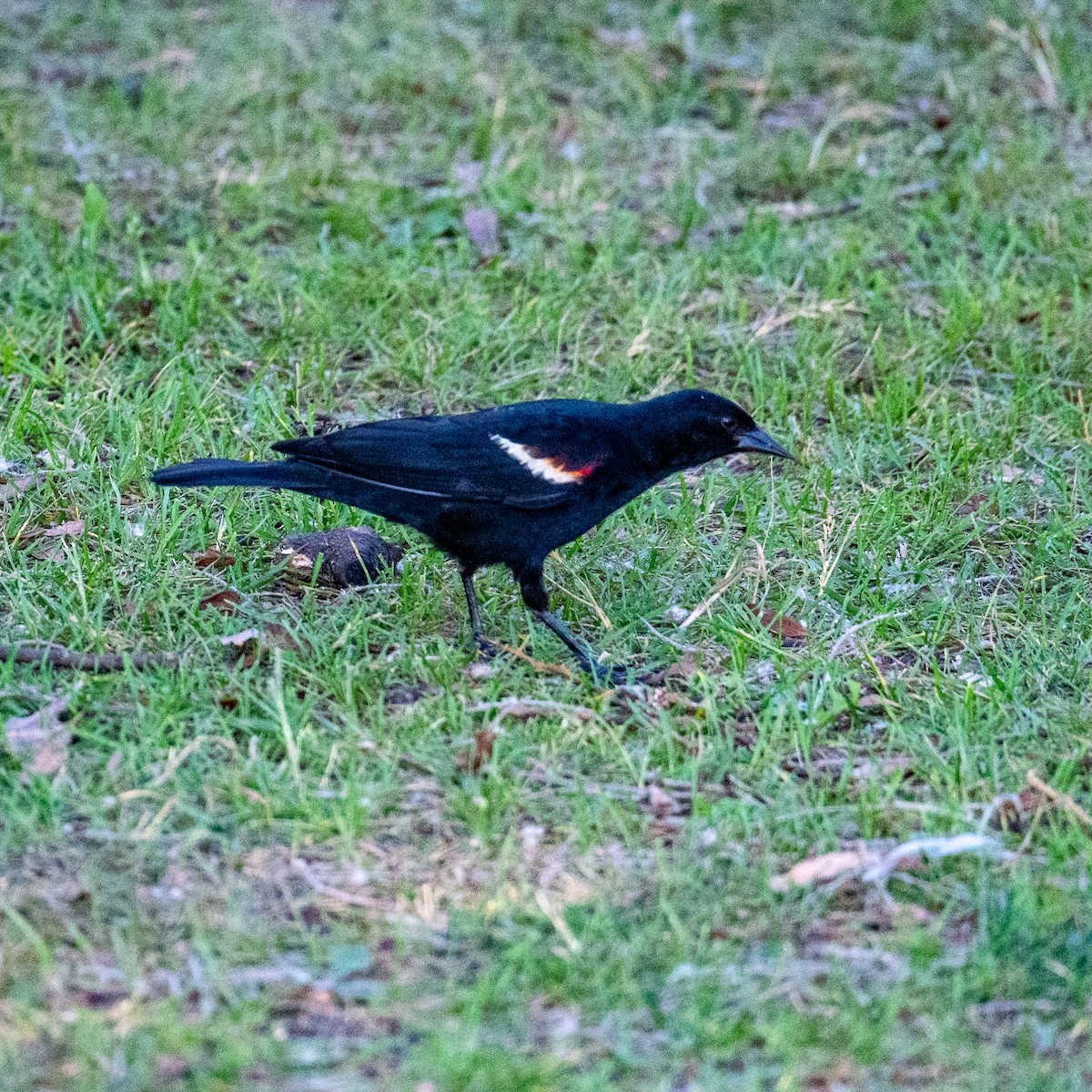 Red-winged Blackbird - ML638321999