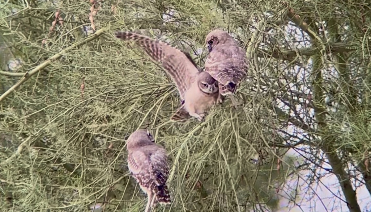 Burrowing Owl - ML638322001