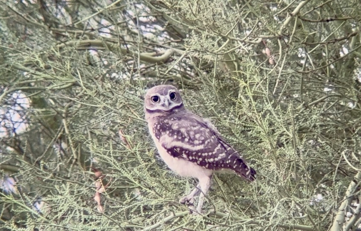 Burrowing Owl - ML638322002