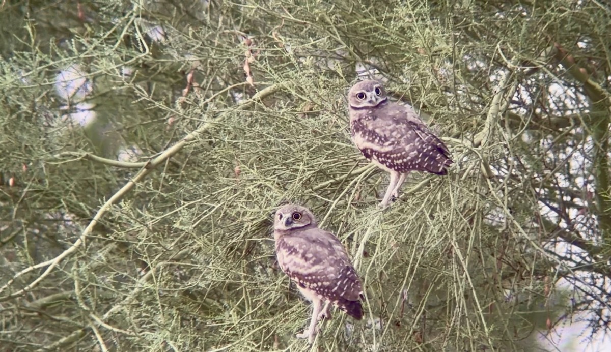 Burrowing Owl - ML638322003