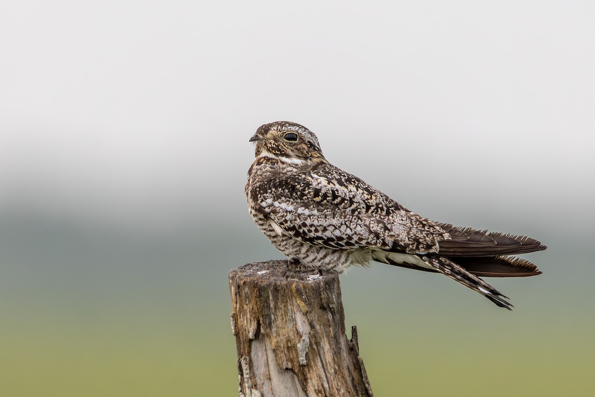 Common Nighthawk - ML638322007