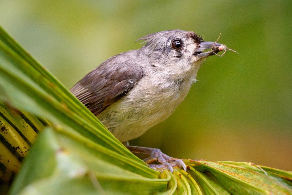 Tufted Titmouse - ML638322008