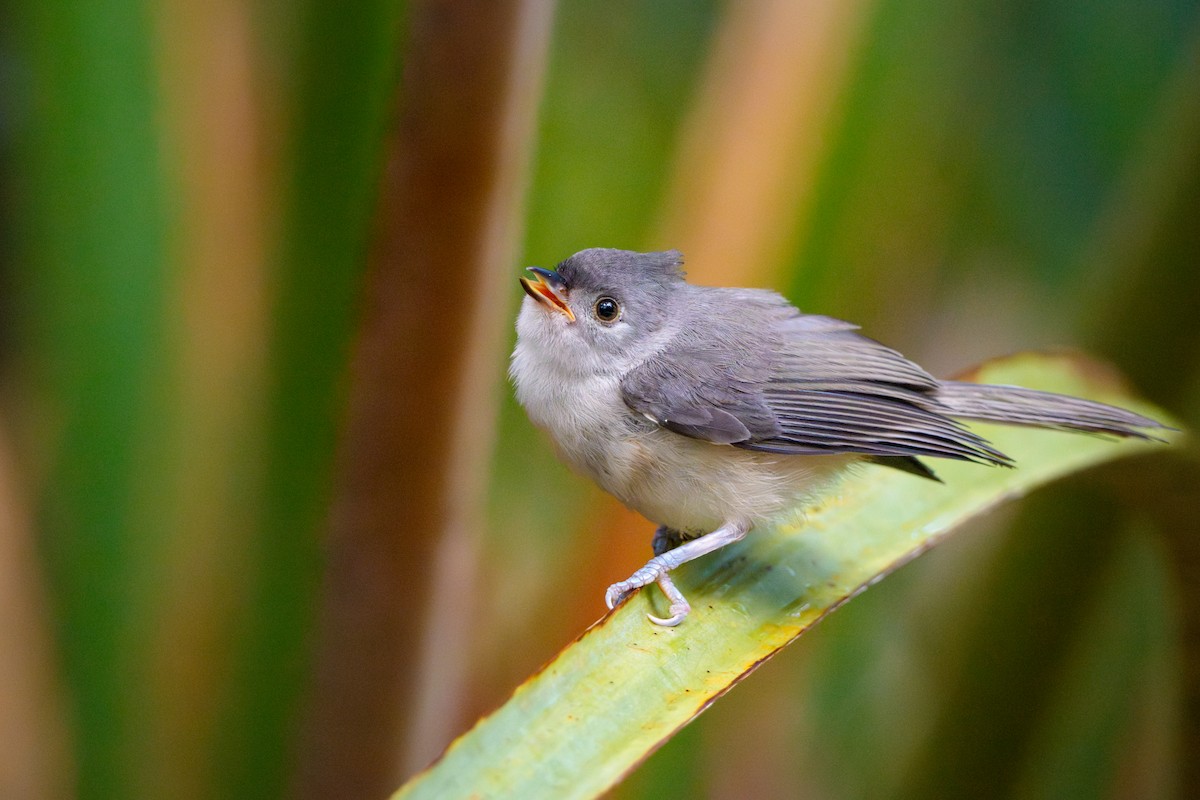 Tufted Titmouse - ML638322009