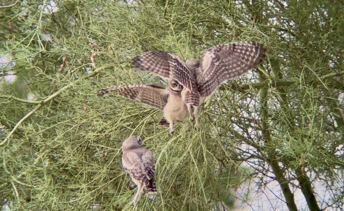 Burrowing Owl - ML638322013