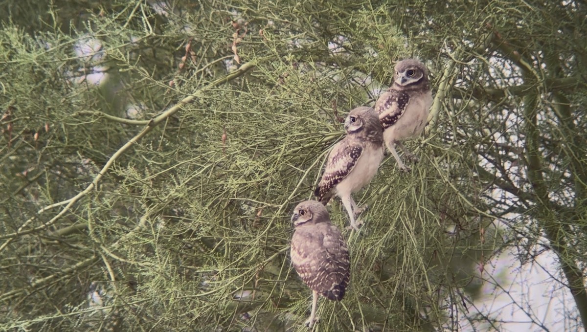 Burrowing Owl - ML638322014