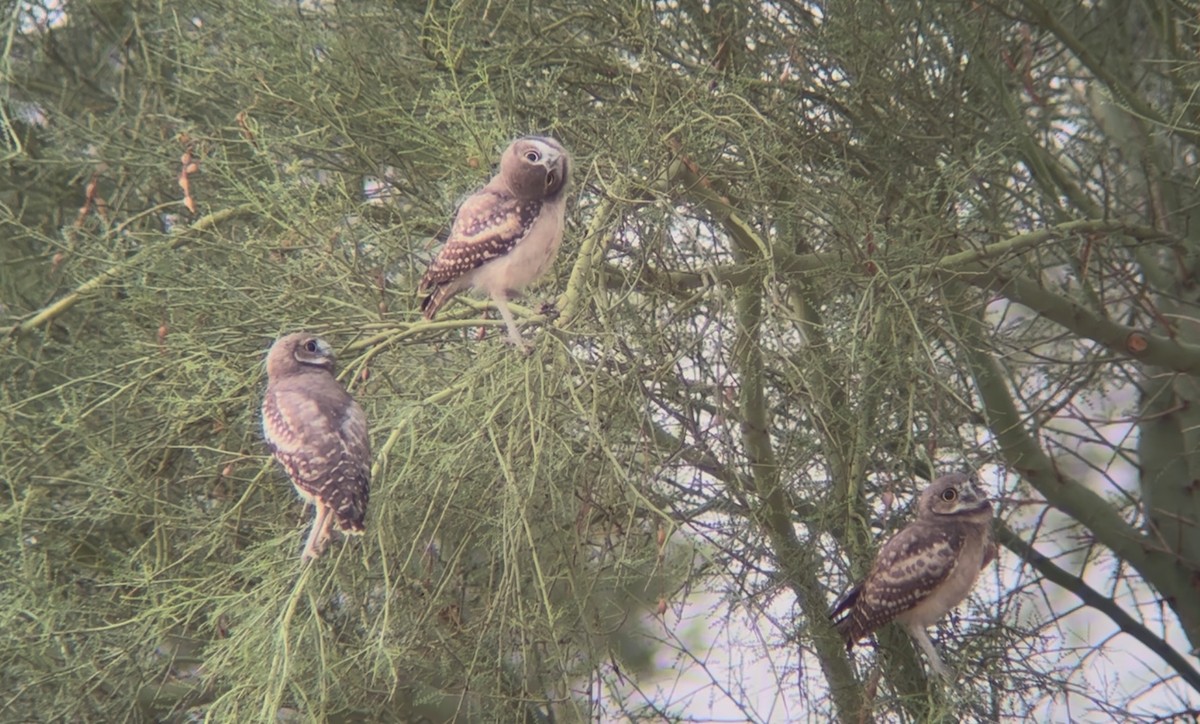 Burrowing Owl - ML638322015