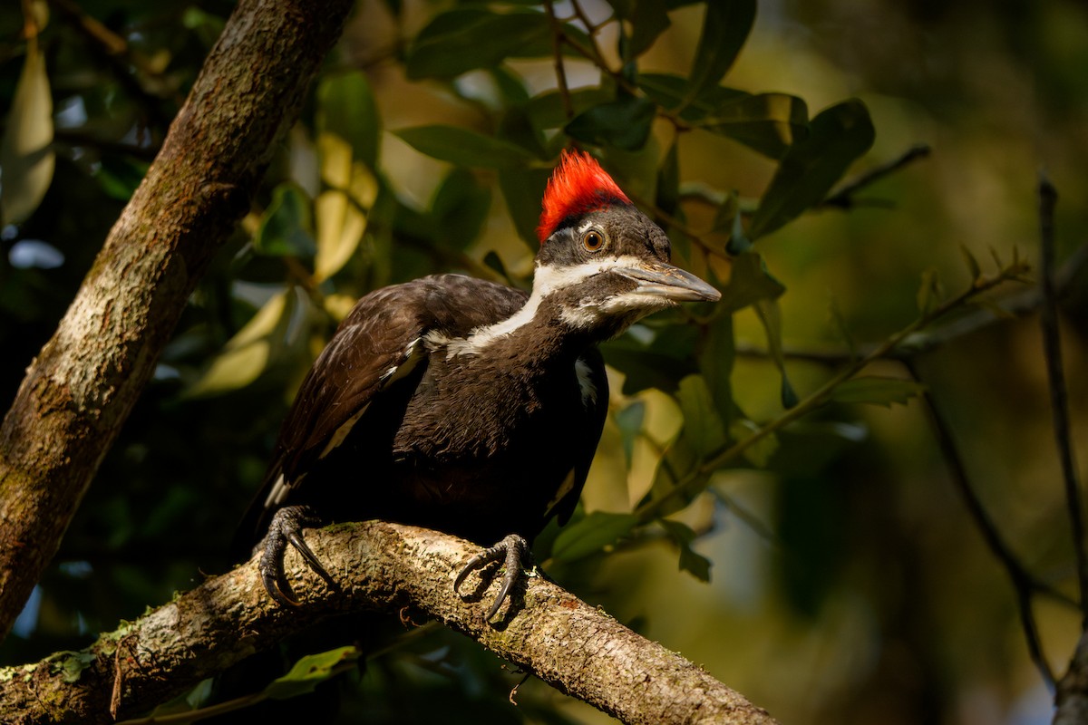Pileated Woodpecker - ML638322016