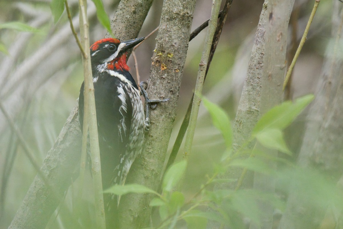 Red-naped Sapsucker - ML638322017