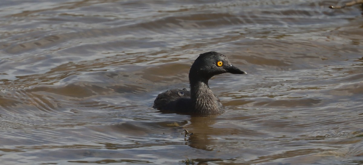 Least Grebe - ML638322021