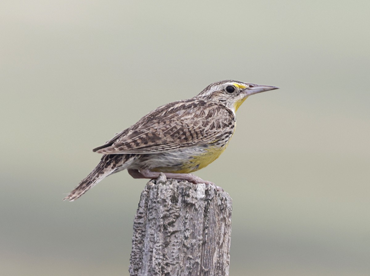Western Meadowlark - ML638322024