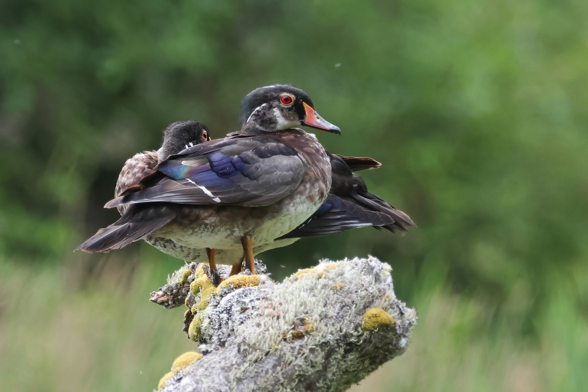 Wood Duck - ML638322025
