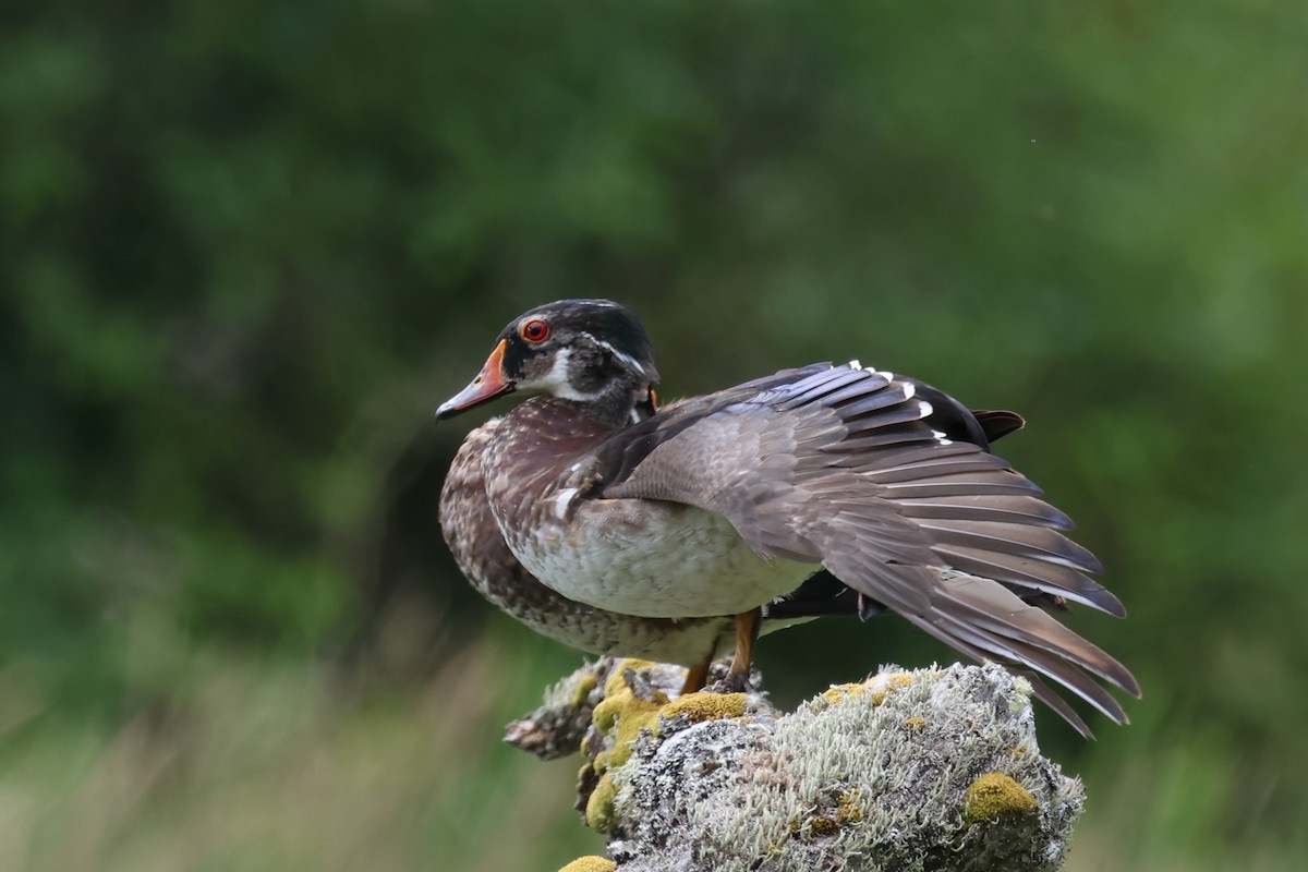 Wood Duck - ML638322026