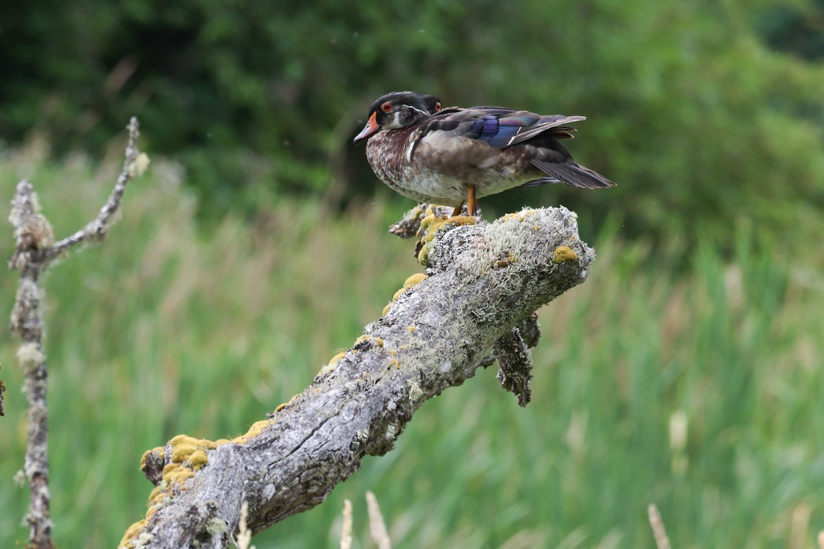 Wood Duck - ML638322027