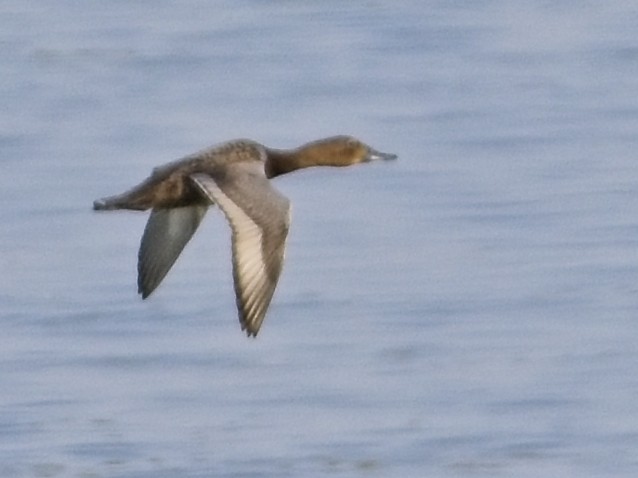 Common Pochard - ML638322029