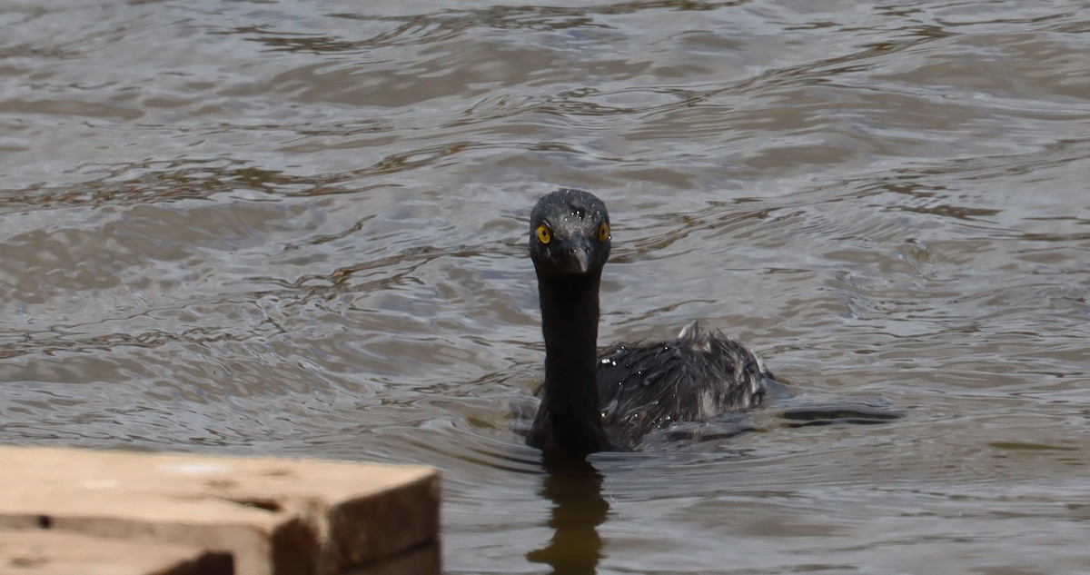 Least Grebe - ML638322030